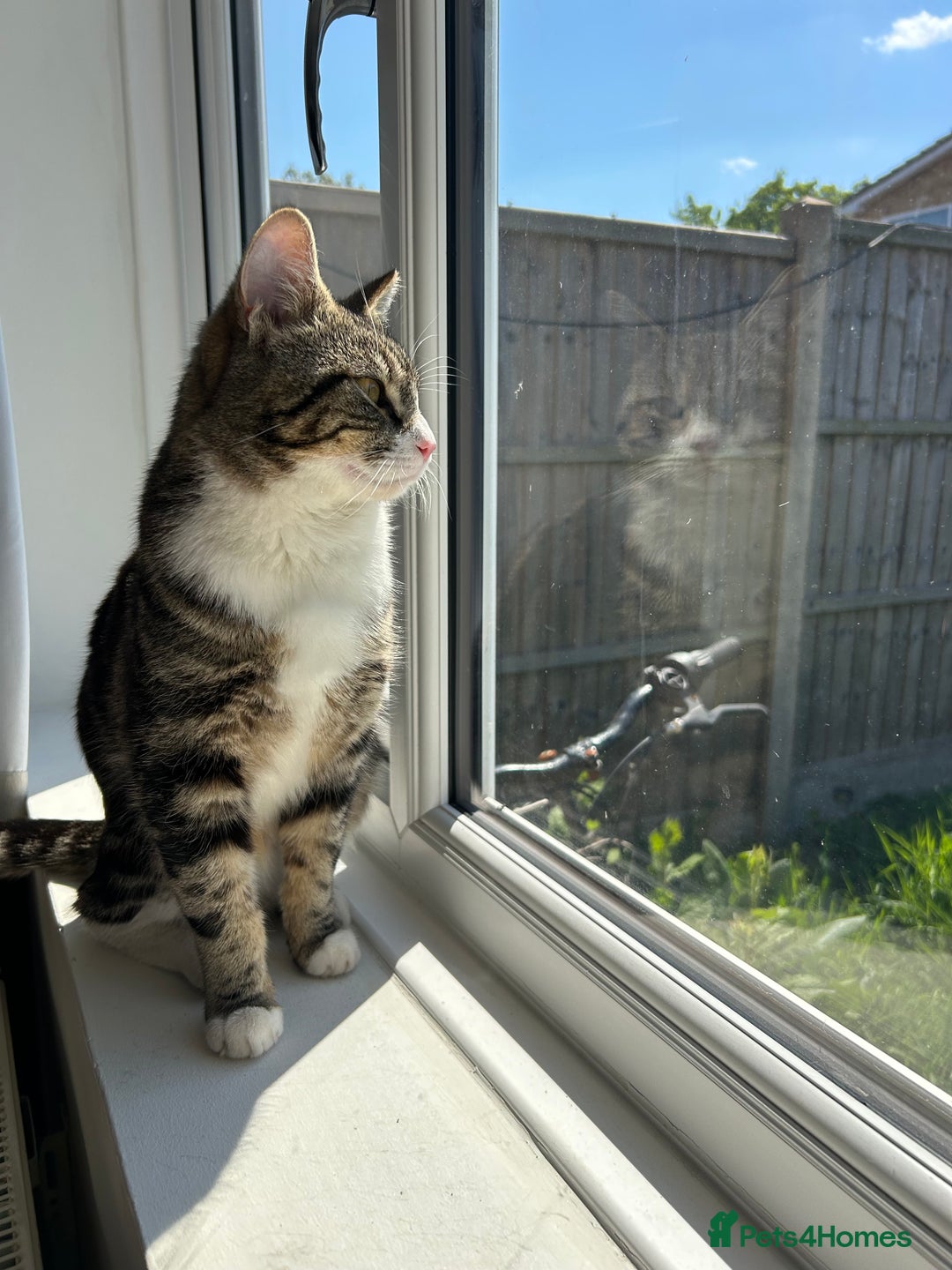 Domestic Shorthair cats for sale: Stanley  - Advert 3
