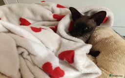 Sphynx cats for stud: Daryl  - Image 1