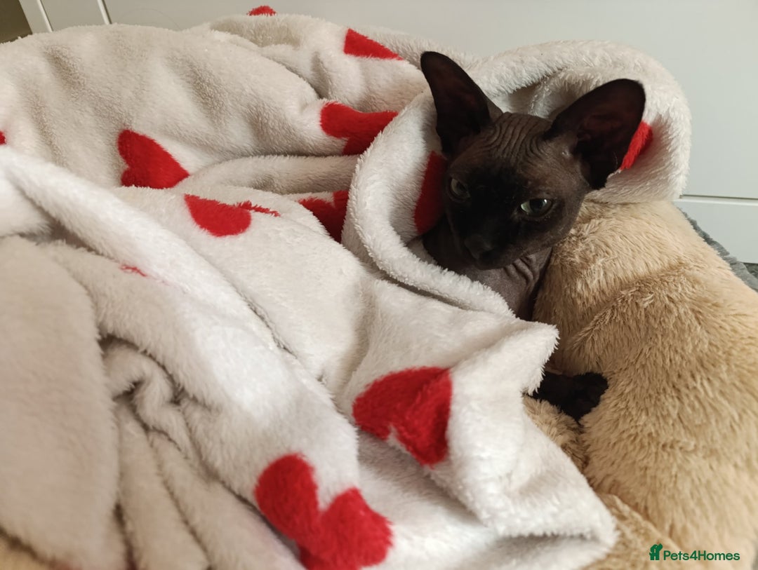 Sphynx cats for stud: Daryl  - Image 1