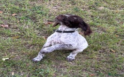Mixed Breed dogs for sale: German weirdhair pointer\working springer spaniel  - Image 6