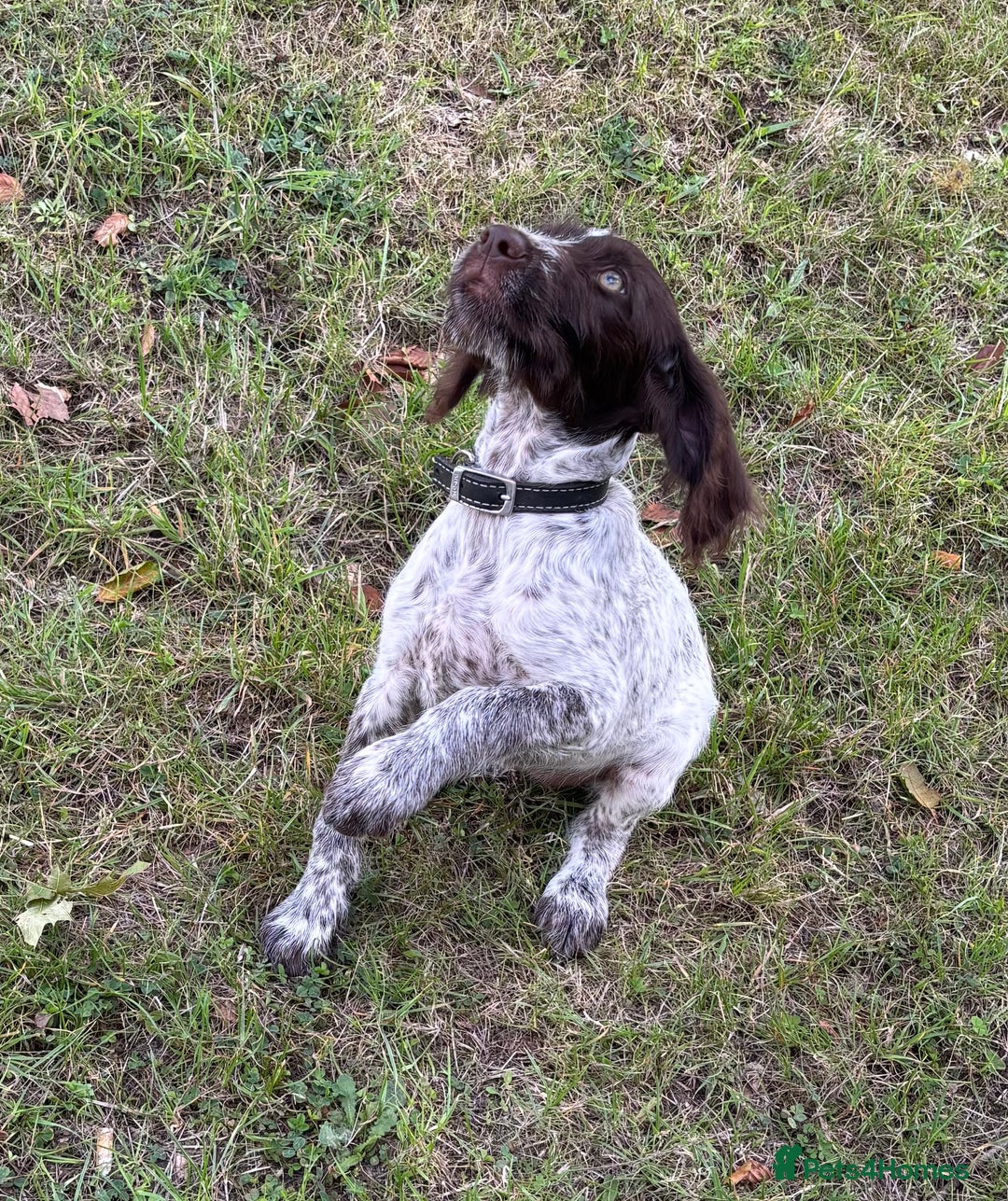 Mixed Breed dogs for sale: German weirdhair pointer\working springer spaniel  - Image 6