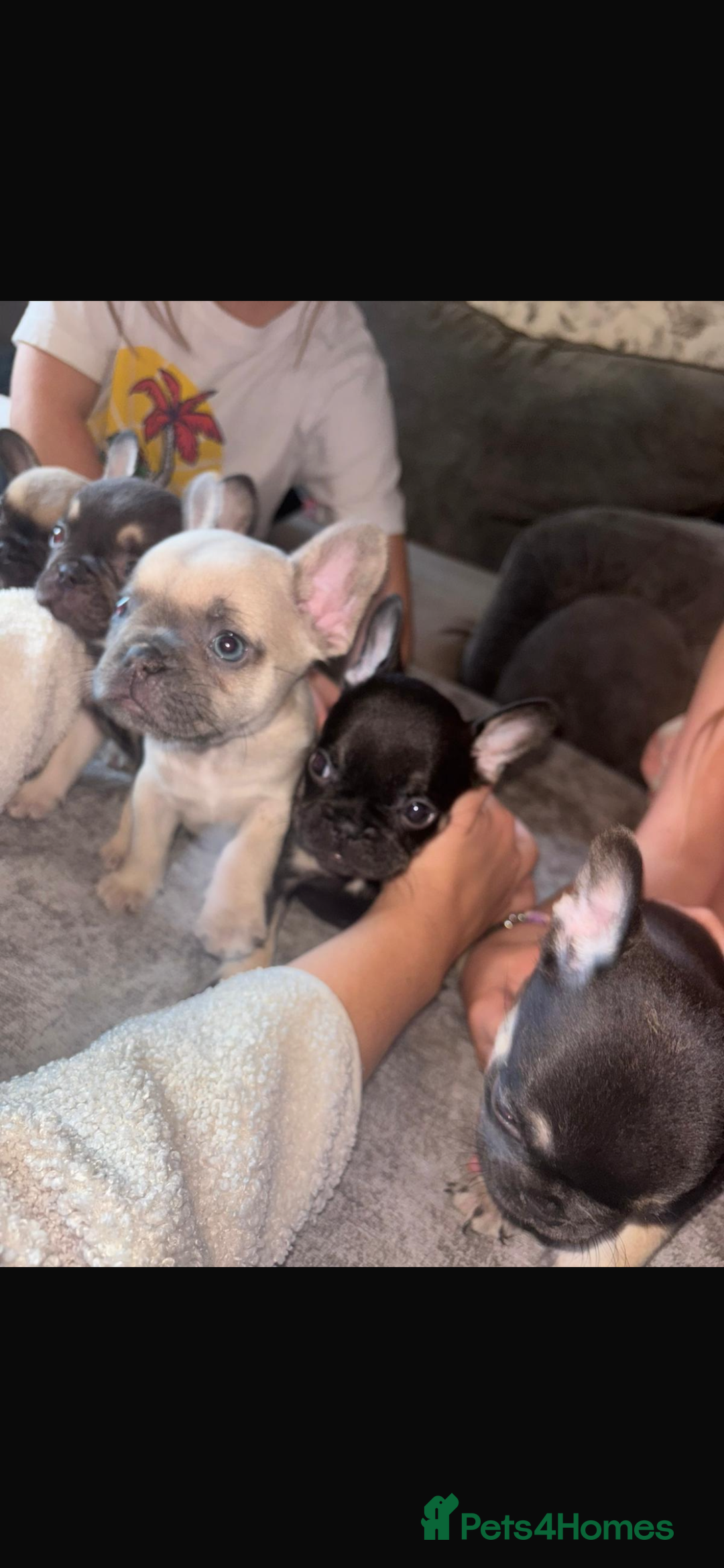 French Bulldog dogs for sale: French bulldog  - Image 3