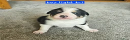 Border Collie dogs for sale: 🔥Unique tri border collie pups 🔥 - Advert 25