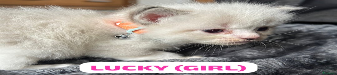Ragdoll Kitten 5