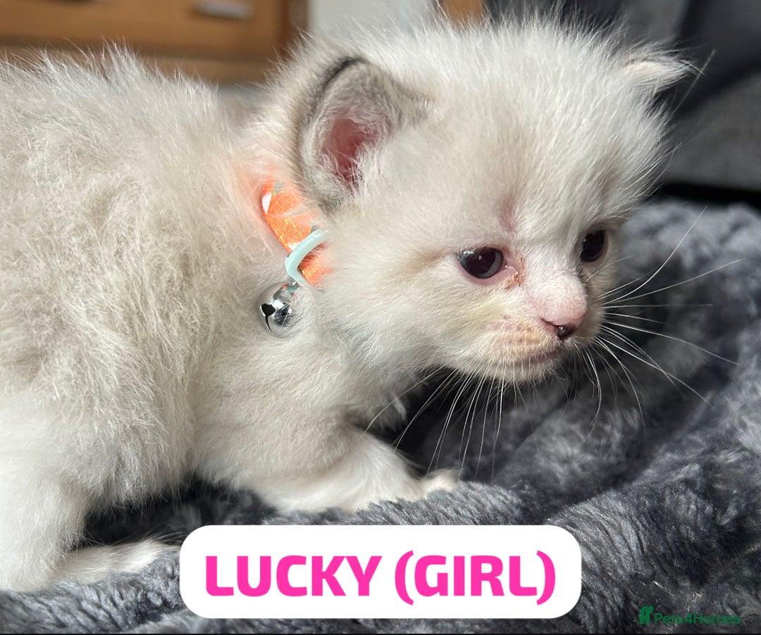 Ragdoll cats for sale: Ragdoll kittens - Image 6