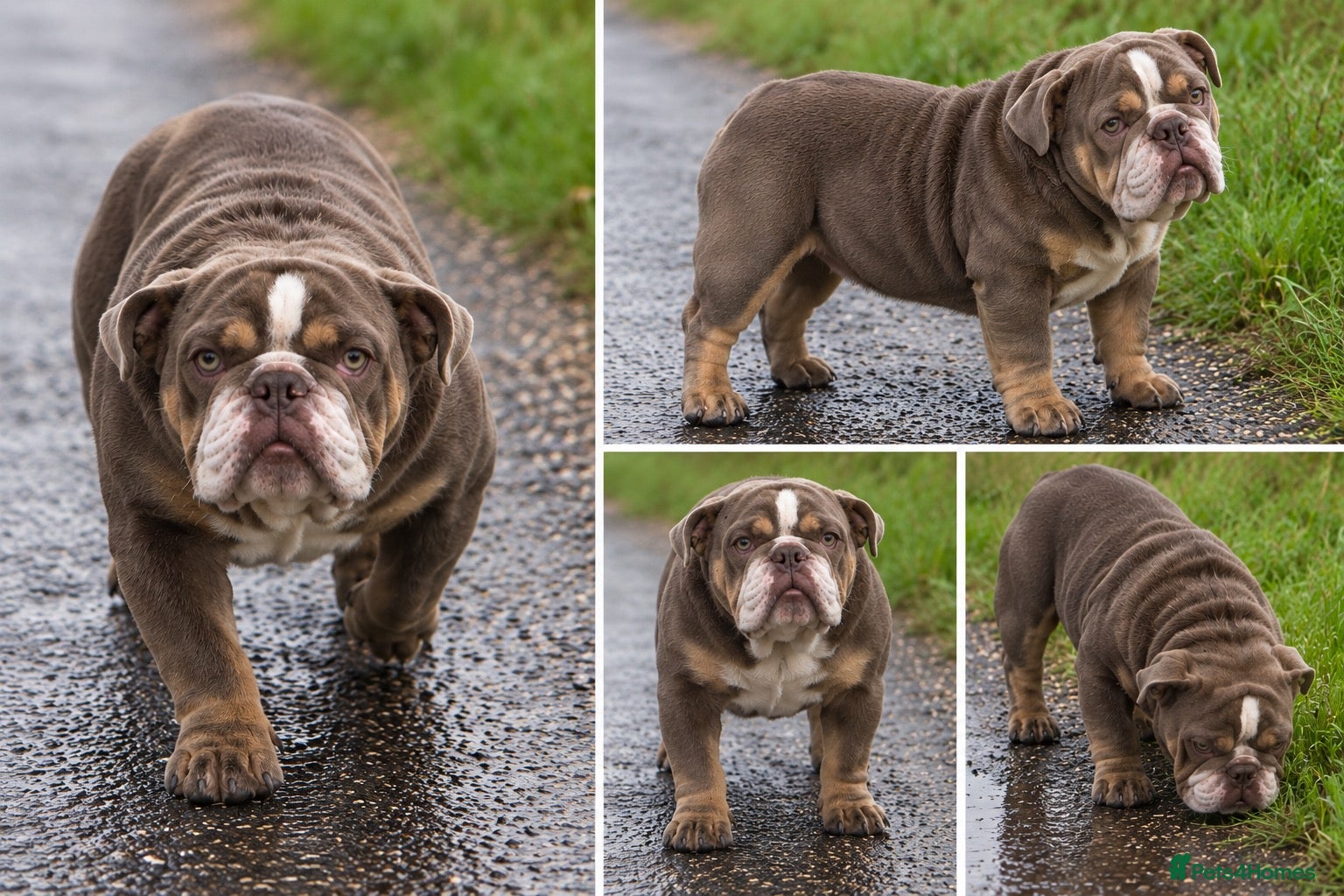 English Bulldog dogs lilac tri bulldog girl 9 months old - Advert 1