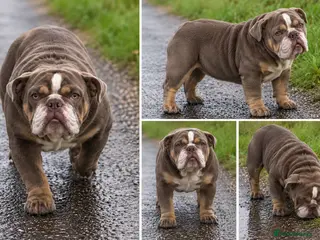 English Bulldog dogs lilac tri bulldog girl 9 months old - Advert 5
