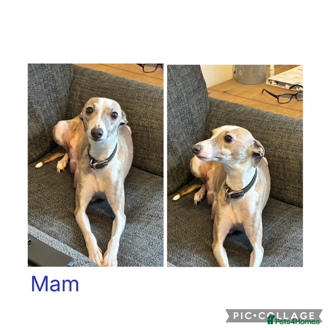 Italian Greyhound dogs for sale: Beautiful Italian Greyhounds - Advert 1