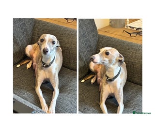 Italian Greyhound dogs Beautiful Italian Greyhounds - Advert 5