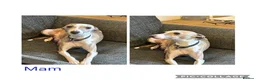 Mixed Breed dogs for sale: Beautiful Italian Greyhounds last little boy  - Advert 1