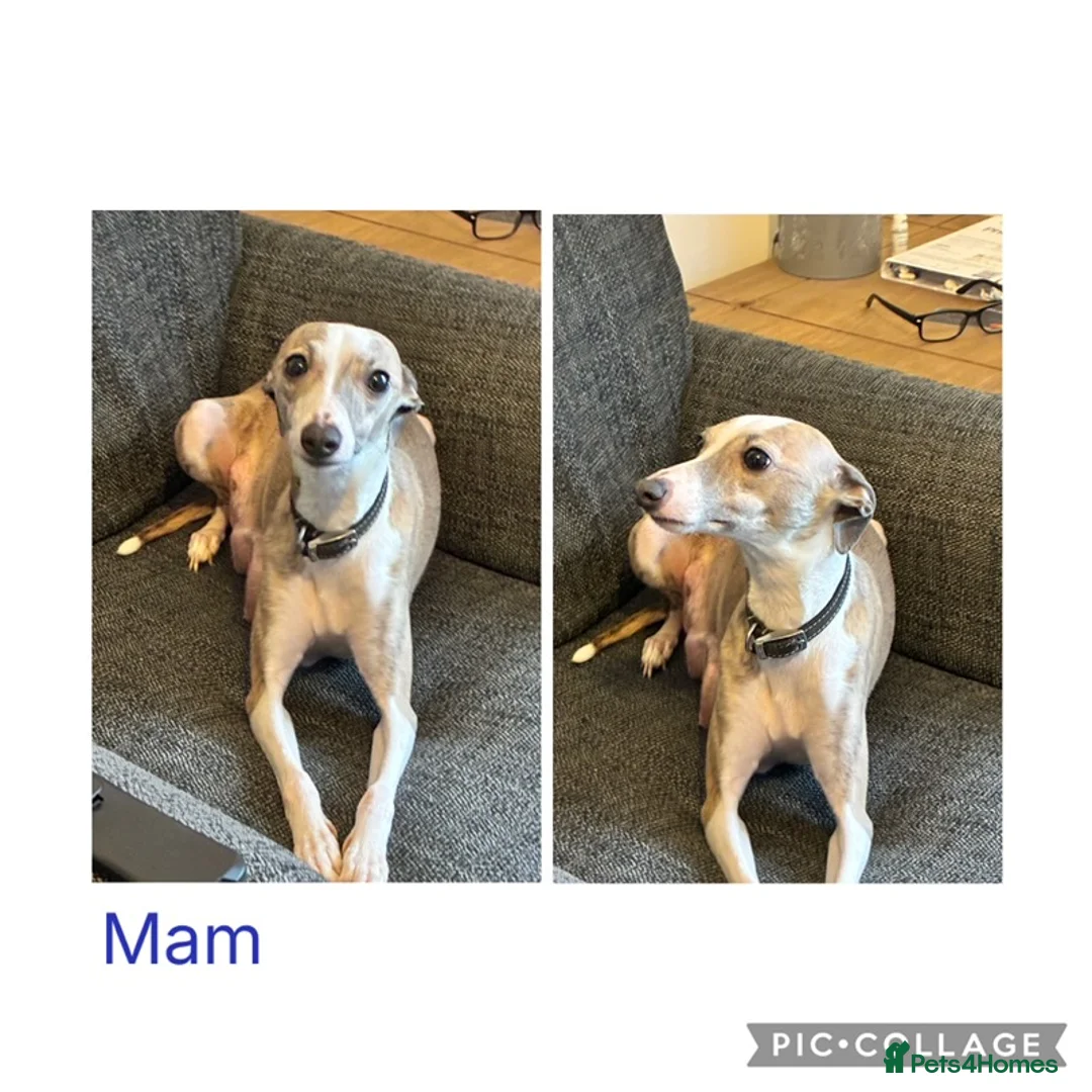 Mixed Breed dogs for sale: Beautiful Italian Greyhounds last little boy  - Advert 1