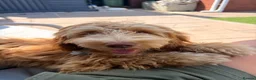 Australian Labradoodle dogs for sale: Winnie 8 month Australian labradoodle  in Pontefract - Advert 8