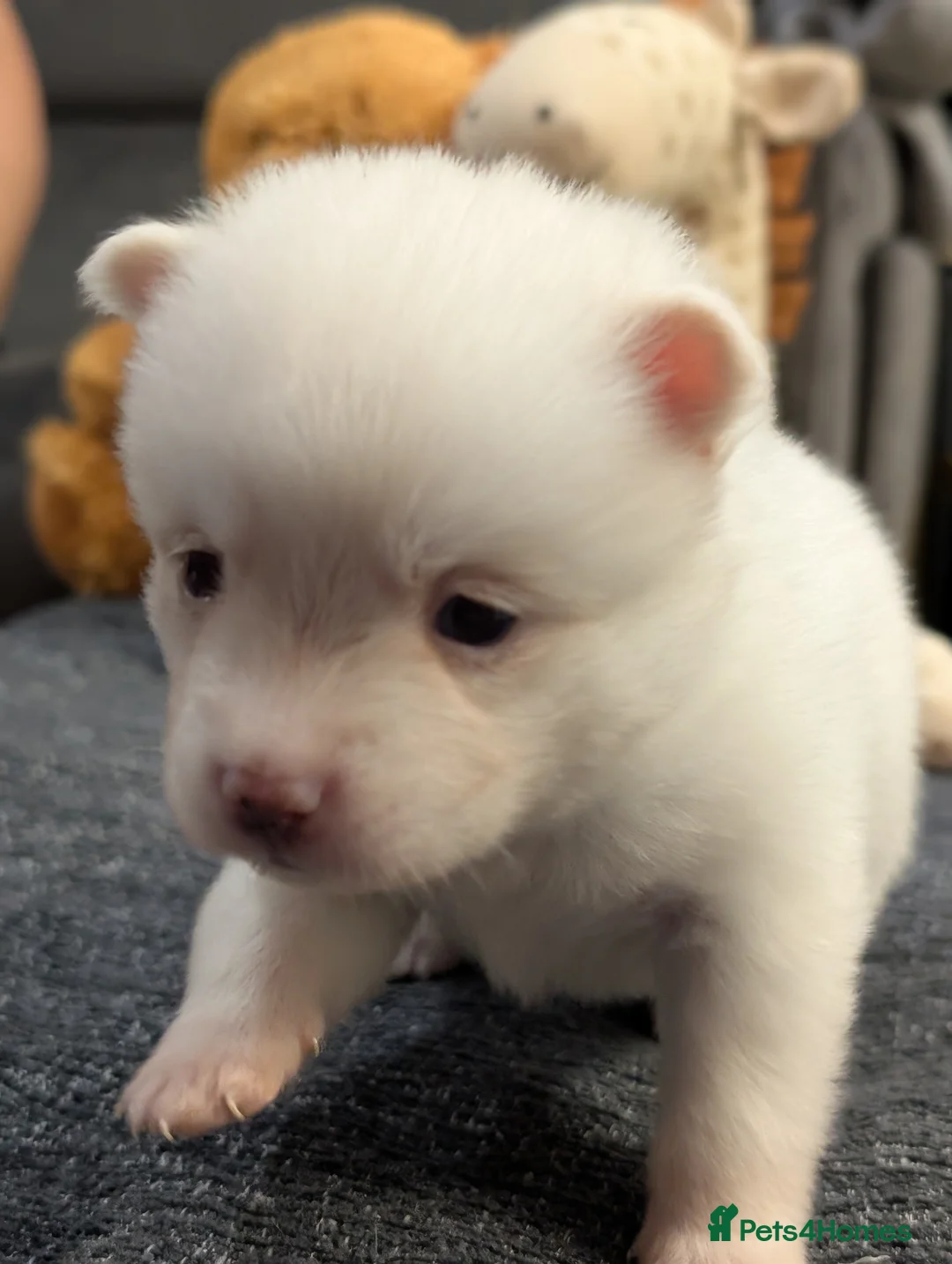 Pomsky dogs for sale: Stunning F3 Pomsky Puppies! - Advert 40