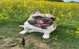 French Bulldog dogs for sale: Perfect sweet boy looking for new home  - Image 2
