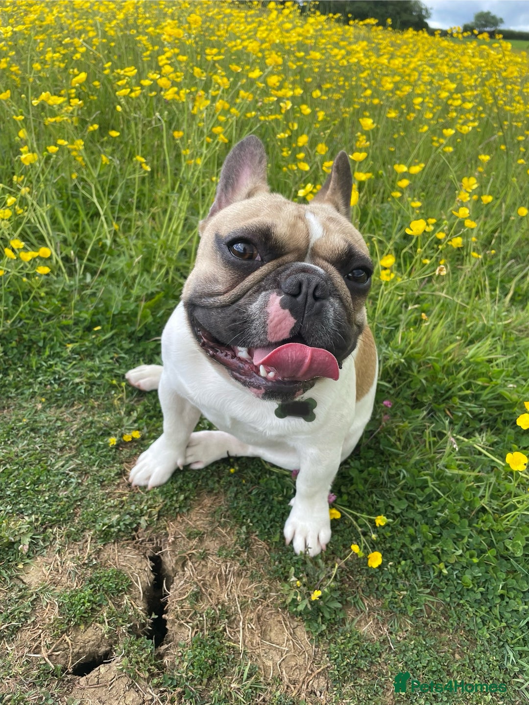 French Bulldog dogs for sale: Perfect sweet boy looking for new home  - Image 2