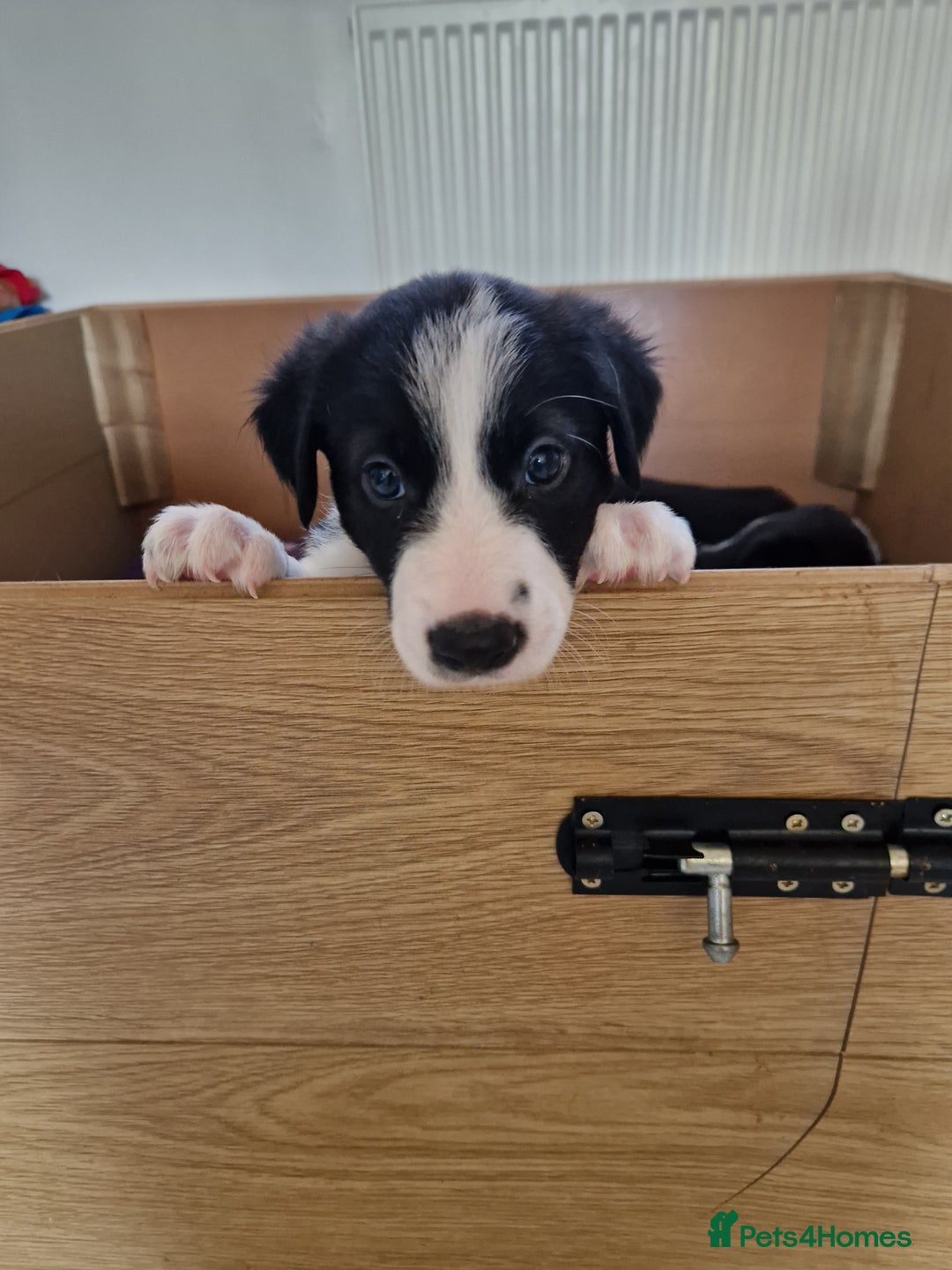 Mixed Breed dogs for sale: Beautiful Rough Collie/Border Collie puppies.  in Towcester - Image 19