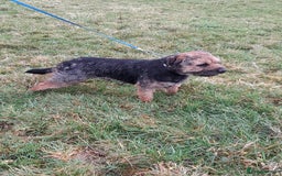 Border Terrier dogs for sale: 2 little sisters  - Image 3