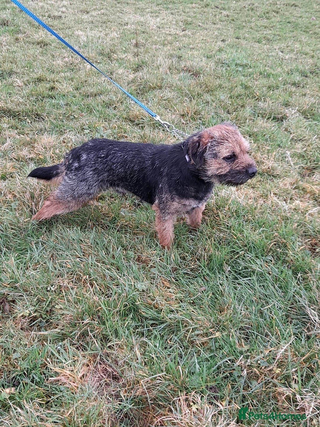 Border Terrier dogs for sale: 2 little sisters  - Image 3