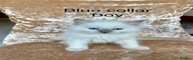 Ragdoll 2