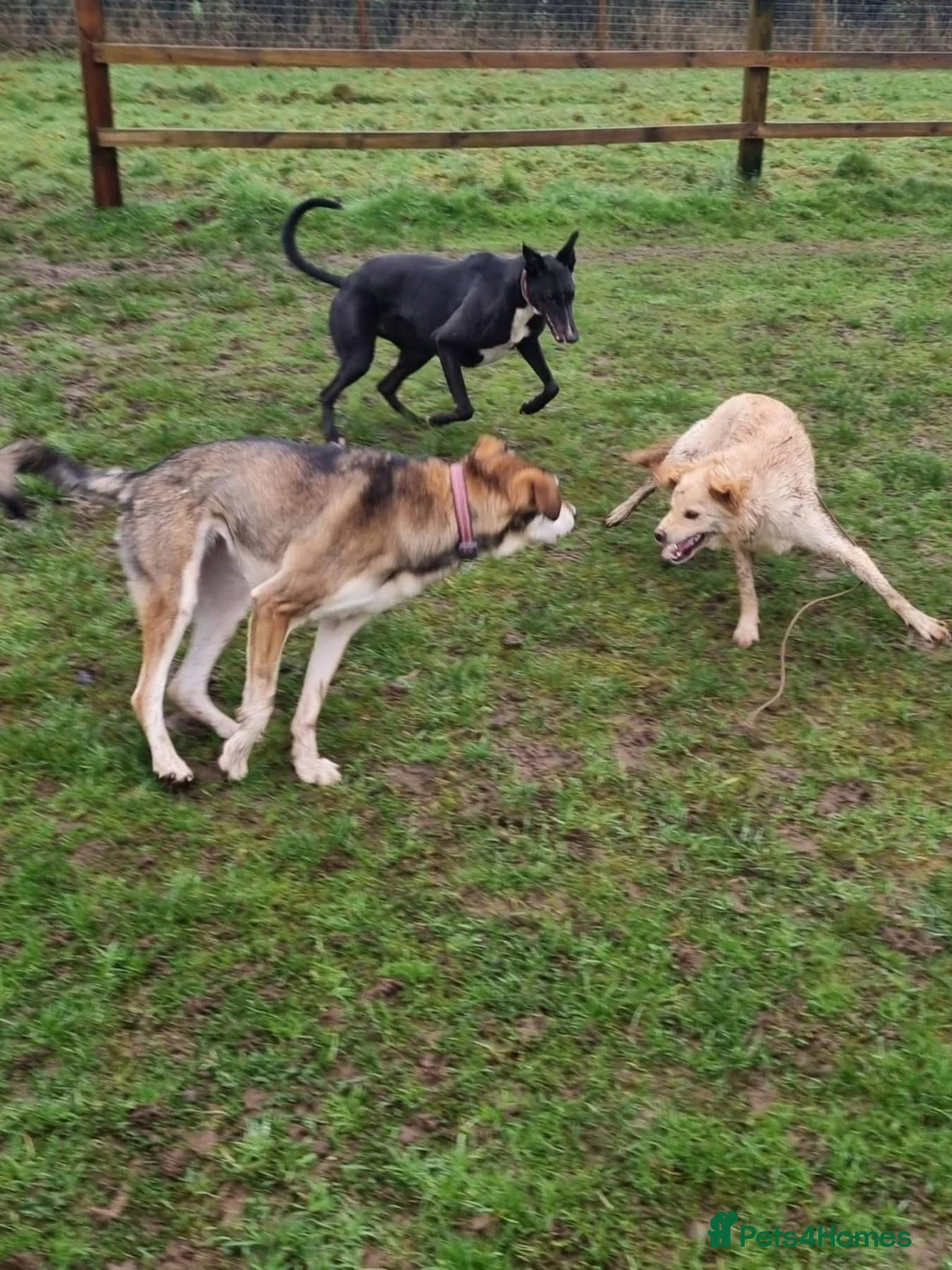 Mixed Breed dogs for adoption: Molly - Norwich Norfolk  - Advert 15