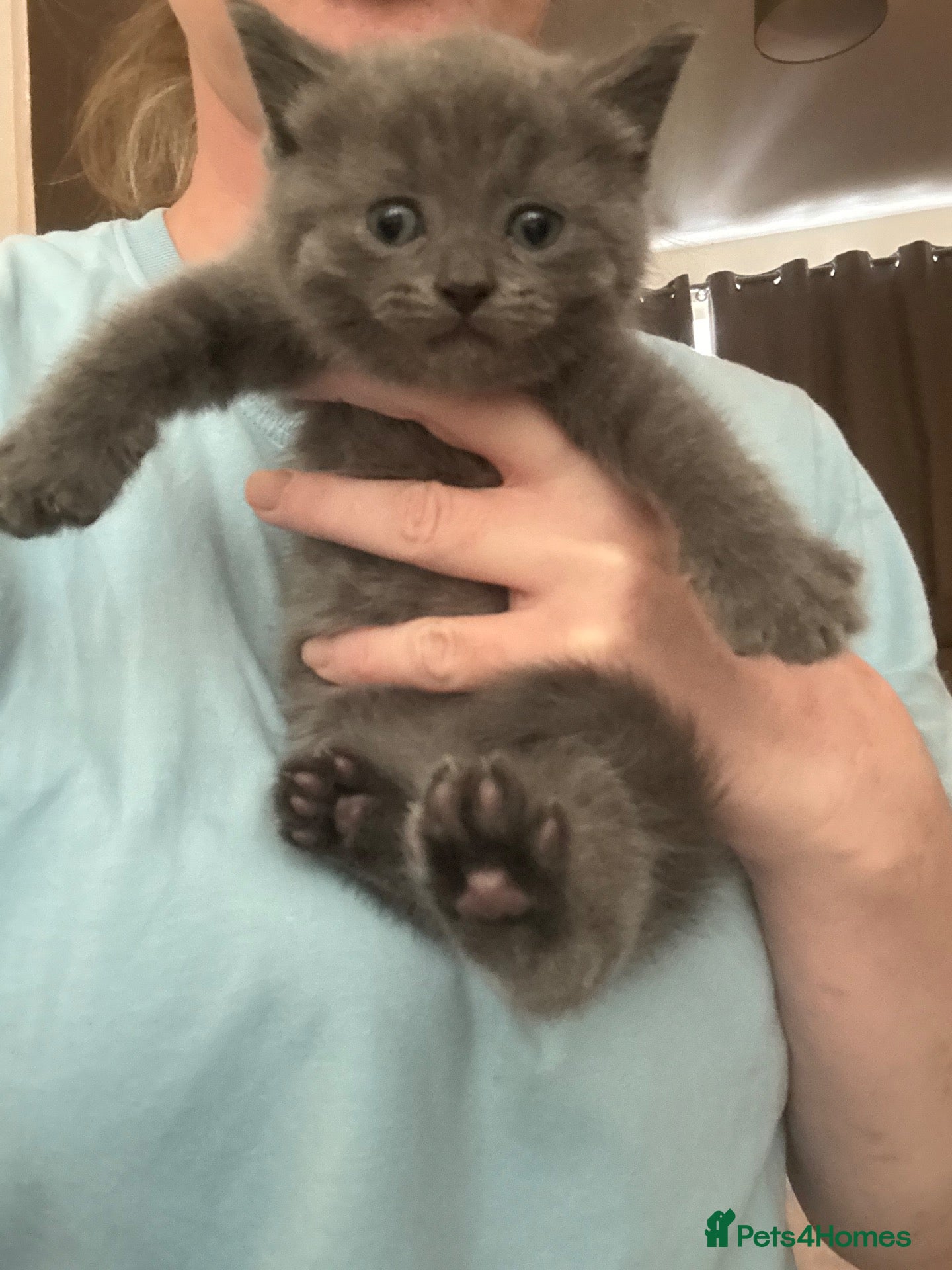 British Shorthair cats 🐻 MR. BEAR 🐻 Mixed BsH boy - Advert 2