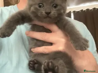 British Shorthair cats 🐻 MR. BEAR 🐻 Mixed BsH boy - Advert 1