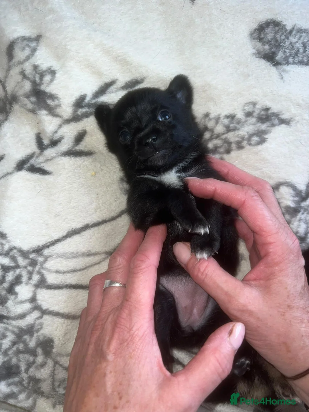 Pomchi dogs for sale: Bruce  - Advert 2