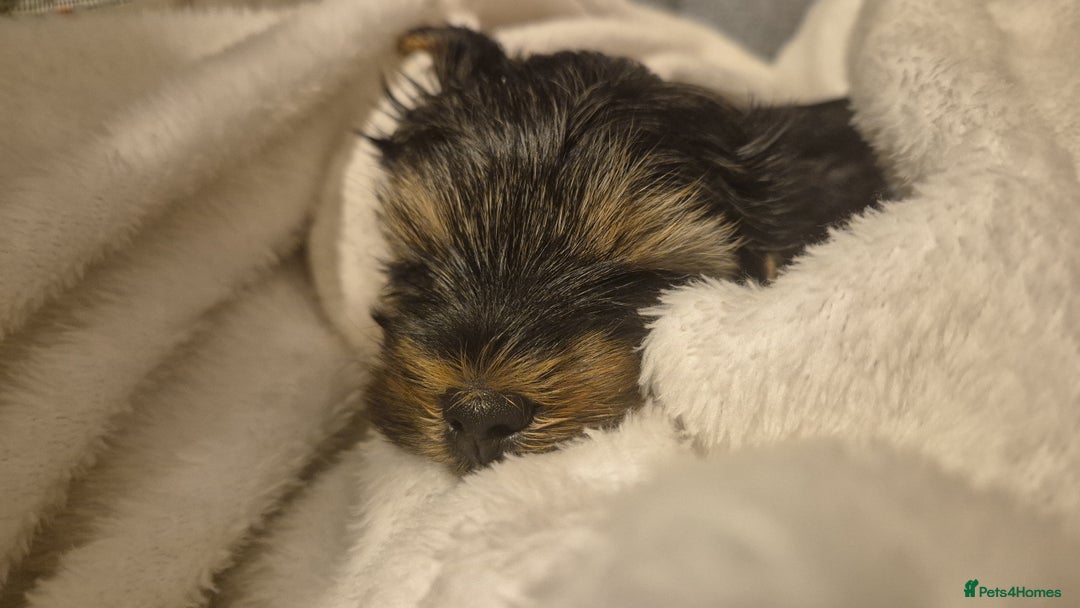 Yorkshire Terrier dogs for sale: Adorable Female Yorkie Puppy Looking for a Home 🌸 - Advert 1