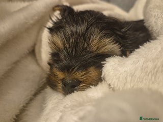 Yorkshire Terrier dogs Adorable Female Yorkie Puppy Looking for a Home 🌸 - Advert 1