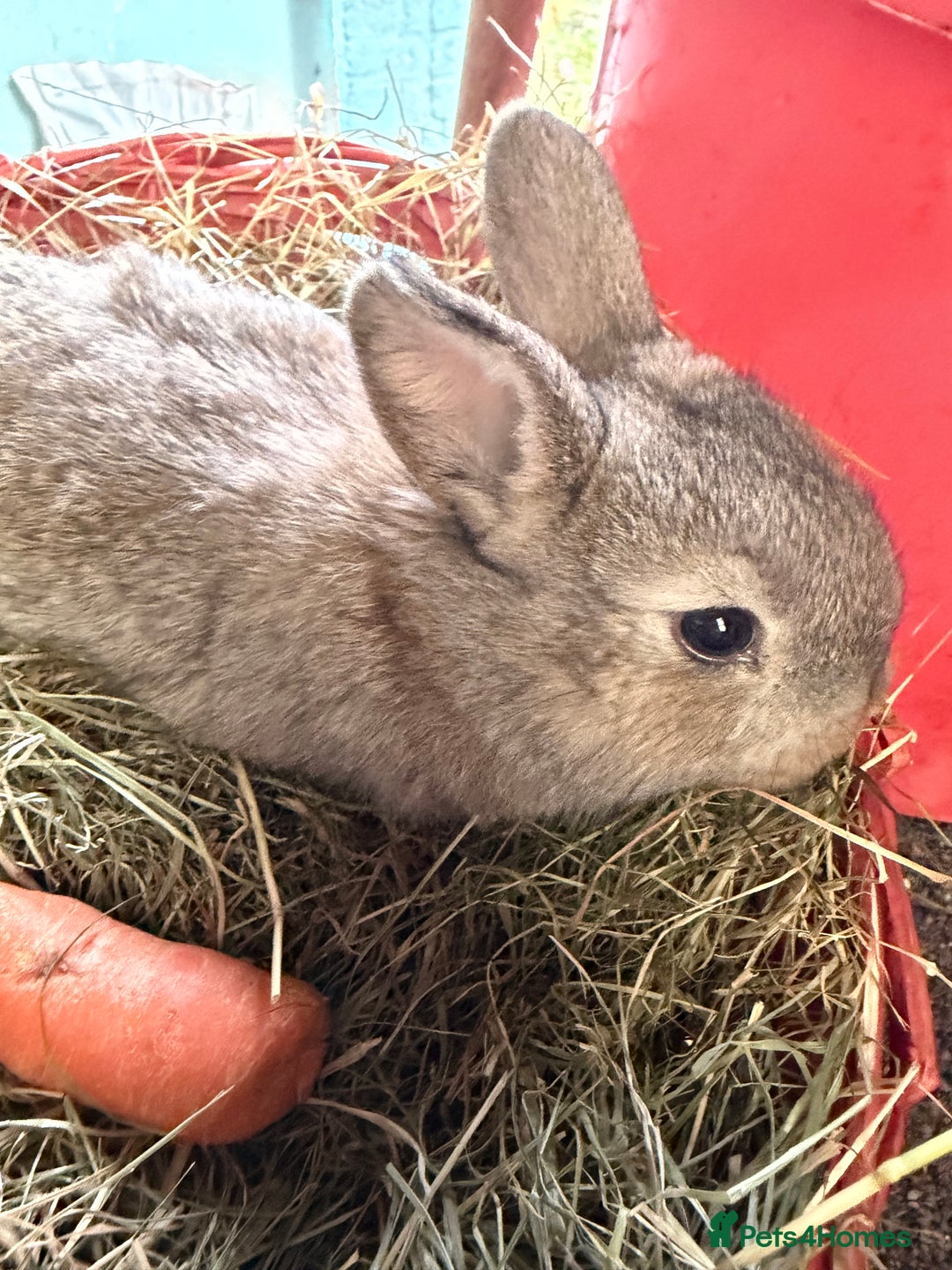 Mixed Breed rabbits for sale: 🐰 3X Plush Bunnies 🐰  - Advert 2