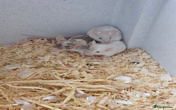Mouse rodents for sale: Female fancy mice  - Image 4