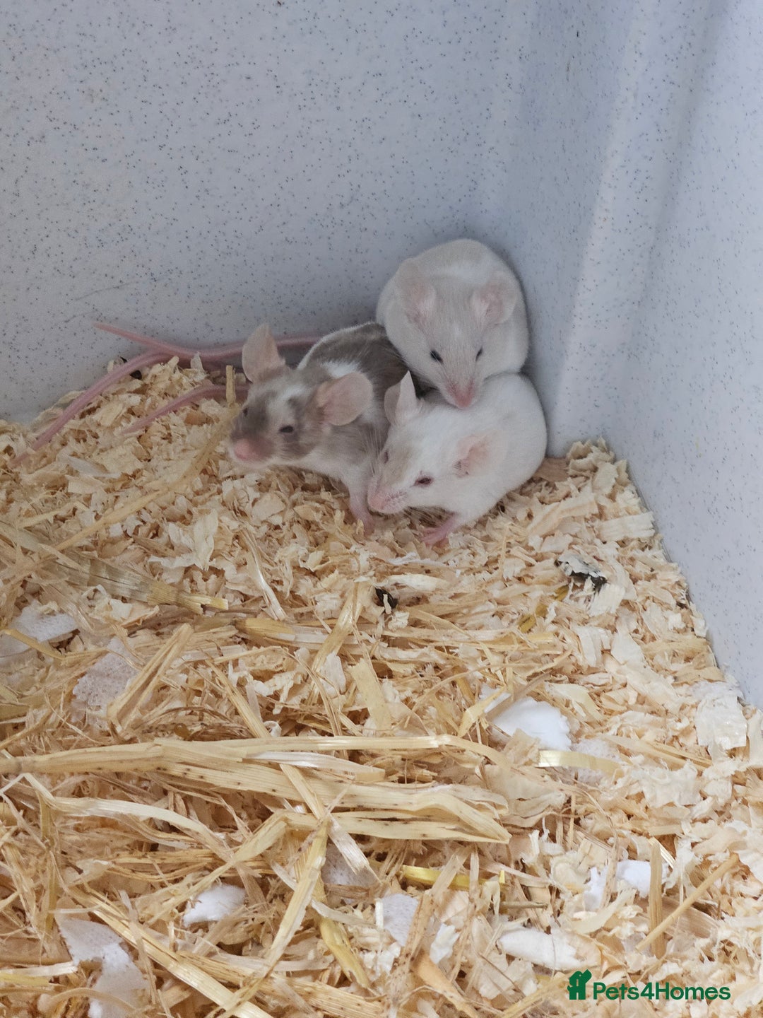 Mouse rodents for sale: Female fancy mice  - Image 4