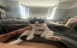 British Shorthair cats for sale: 2 female kittens - Image 7