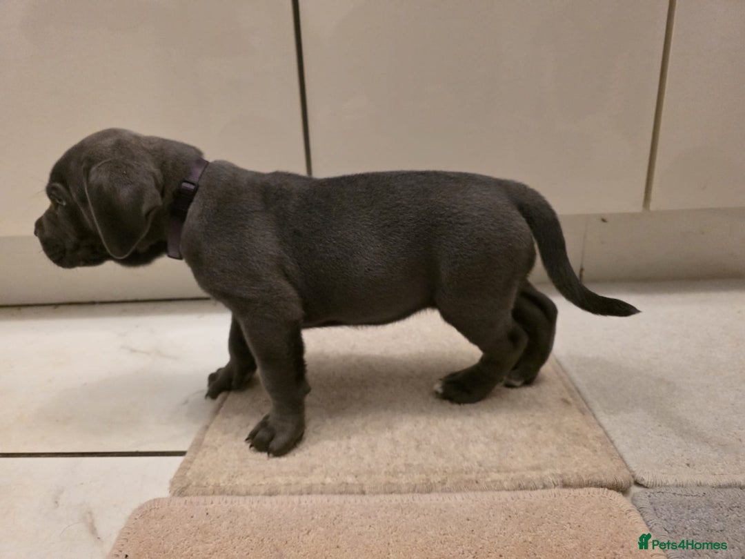 Cane Corso dogs for sale: Ready to leave blue cane corso puppies - Advert 15