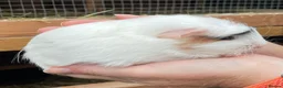 Guinea Pig rodents for sale: Sweet natured baby girl guinea pigs - Advert 10