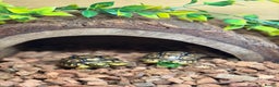 Tortoise reptiles for sale: Leopard Toises-Babies - Advert 9