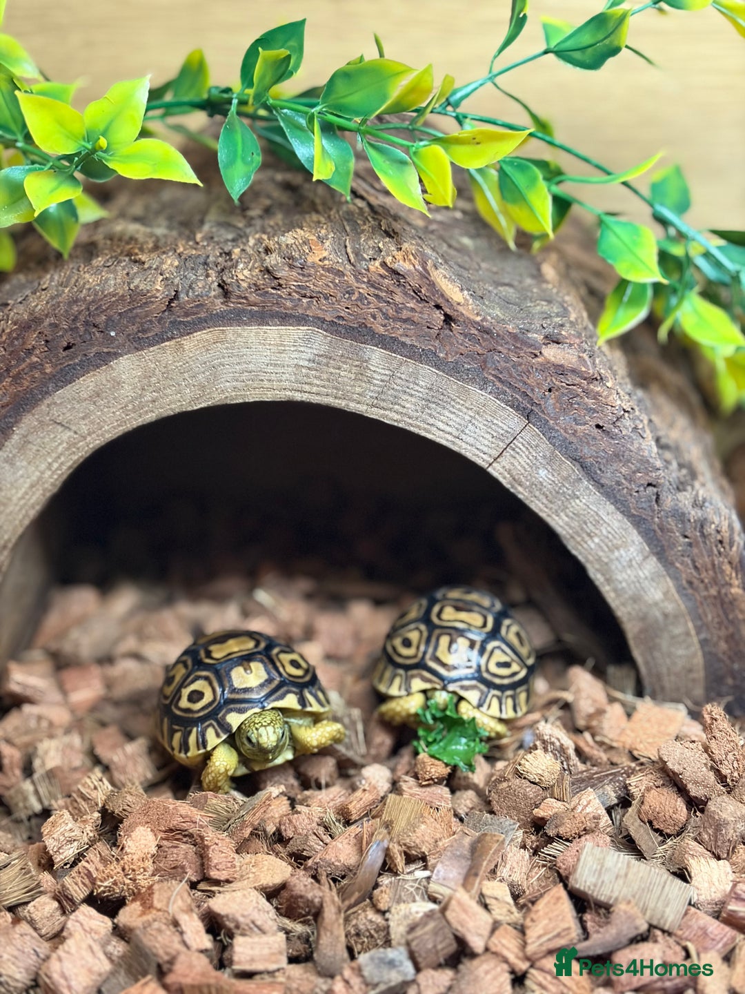 Tortoise reptiles for sale: Leopard Toises-Babies - Advert 9