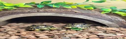 Tortoise reptiles for sale: Leopard Toises-Babies - Advert 9