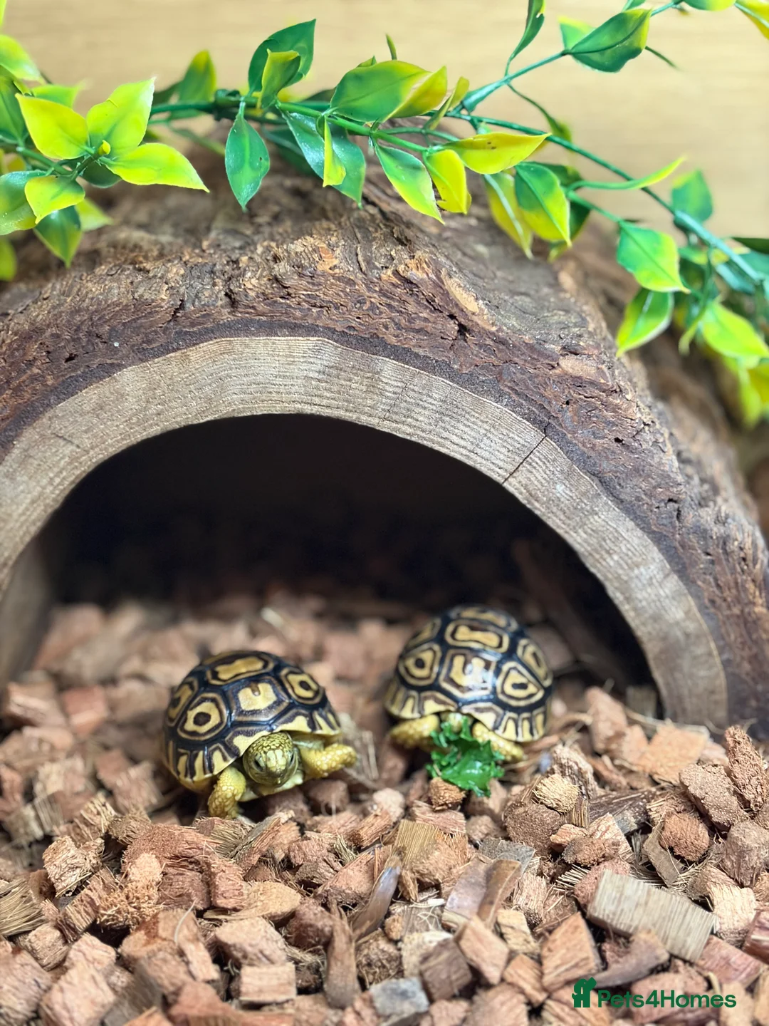 Tortoise reptiles for sale: Leopard Toises-Babies - Advert 9