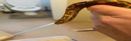 Boa Snake reptiles for sale: Female Kenyan Sand Boa for sale - Advert 9