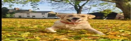 Golden Retriever dogs for sale: 5* Golden Retriver puppies in Wisbech - Advert 9