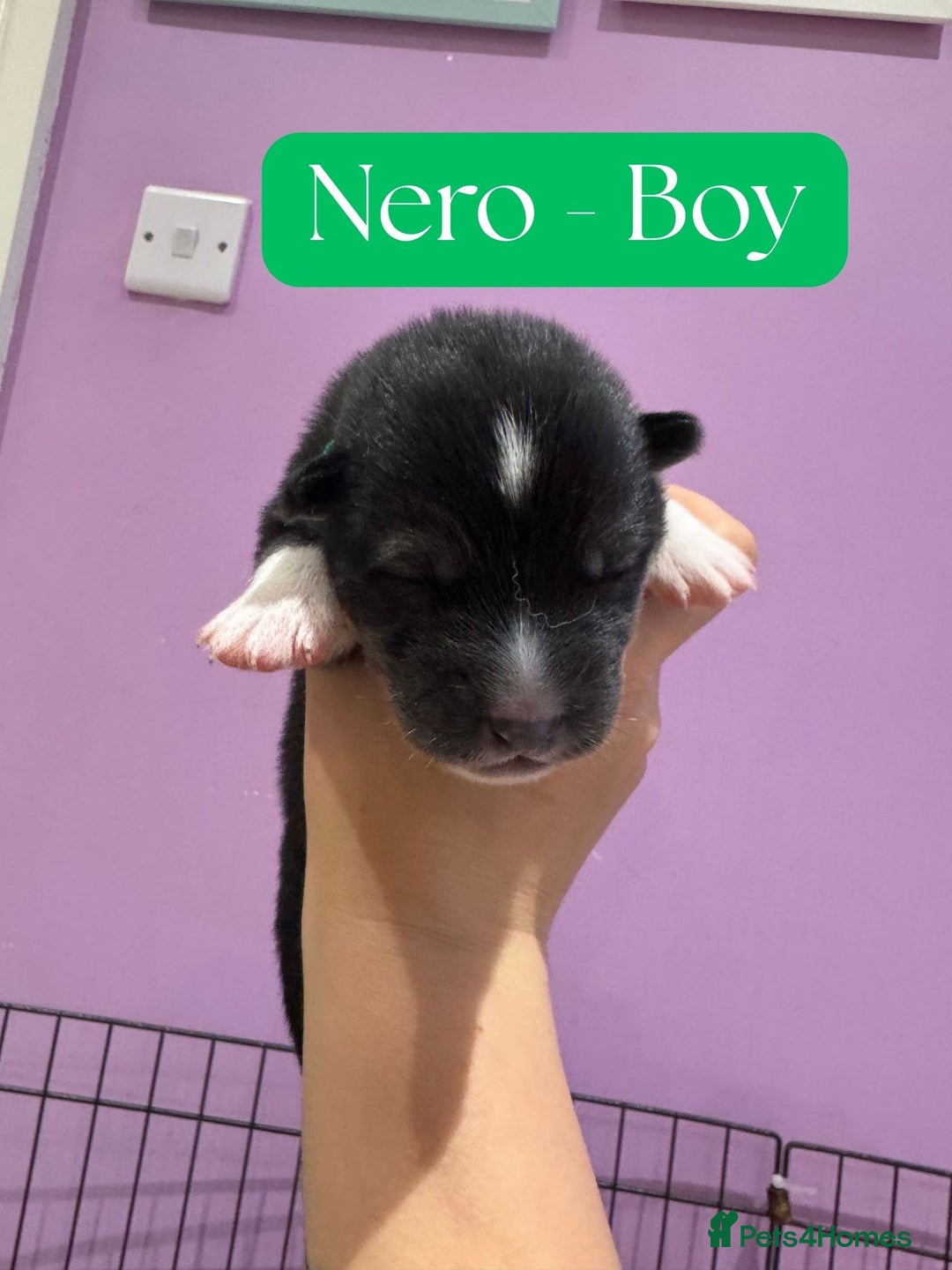 Mixed Breed dogs for sale: Siberian Husky cross Samoyed / Samusky - Image 9