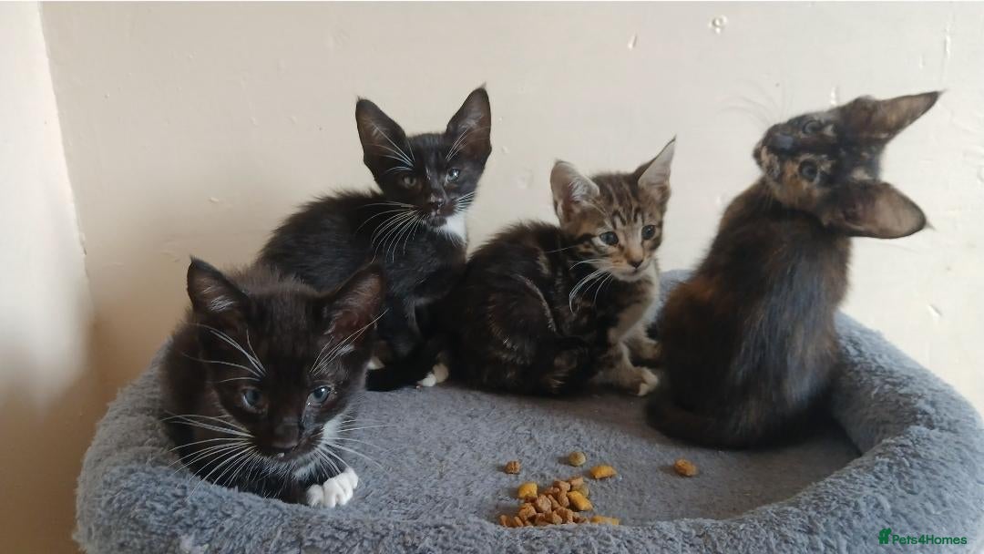 Mixed Breed cats for sale: 2 left !! Siamese x Maine Coon Kittens - Advert 15