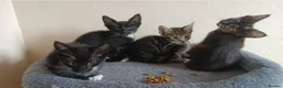 Mixed Breed cats for sale: Maine Coon x Siamese Kittens - Advert 7