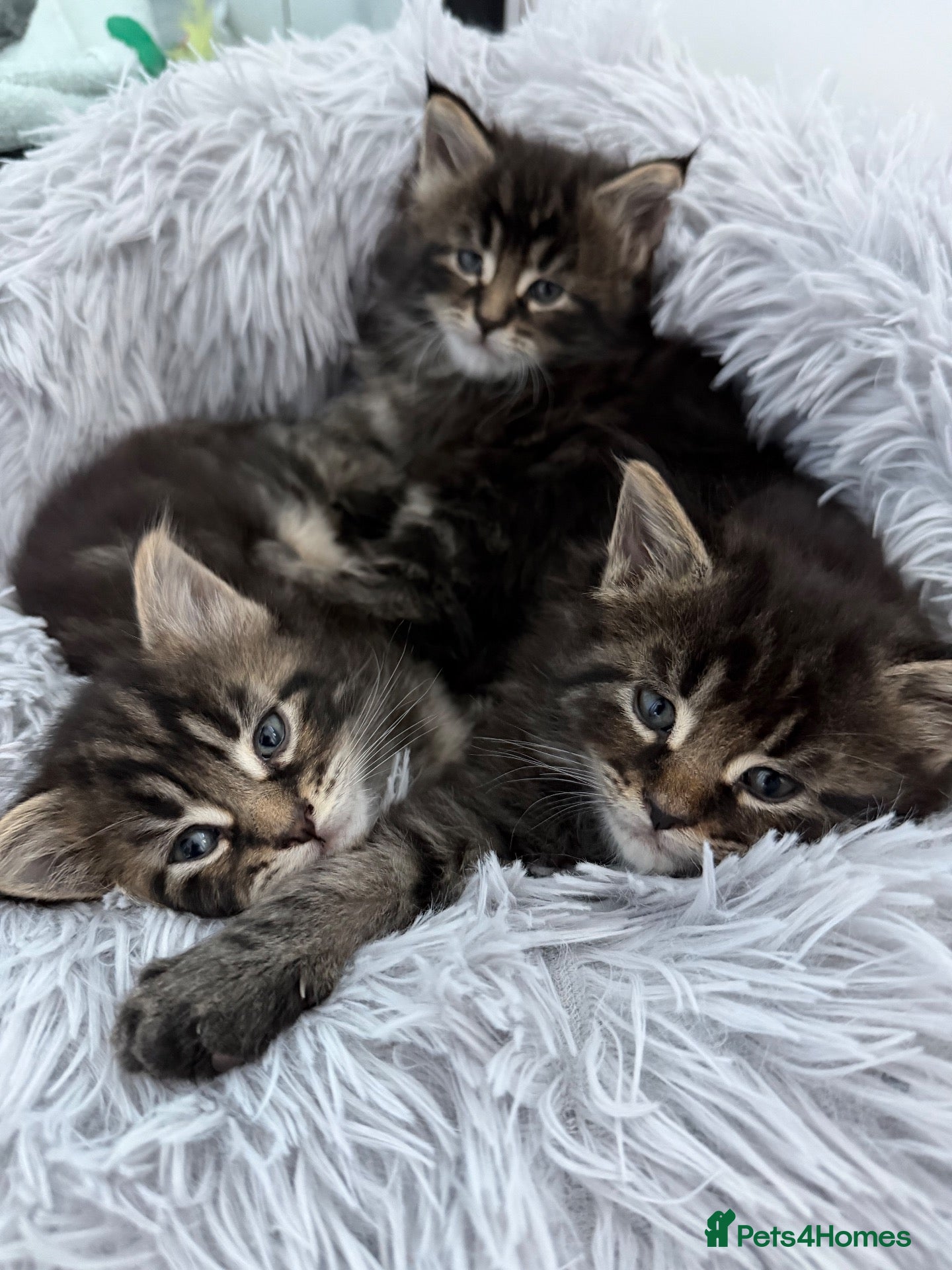 Maine Coon cats Maine coon Kittens - Advert 1
