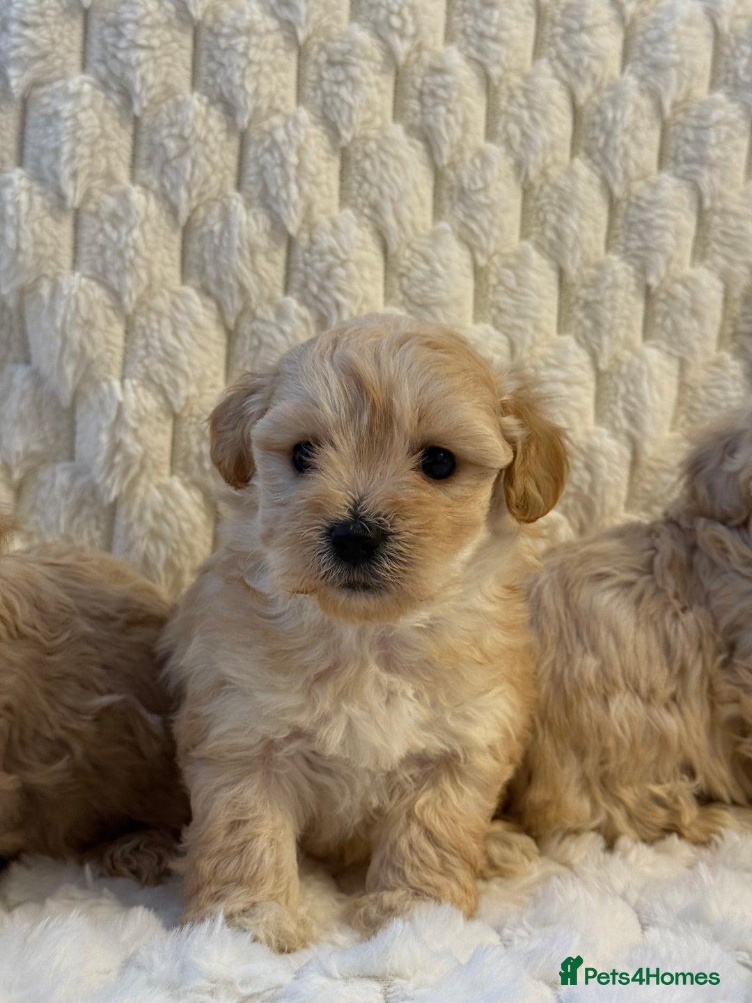 Maltipoo dogs for sale: ❤️MALTIPOO PUPPIES❤️ - Advert 2