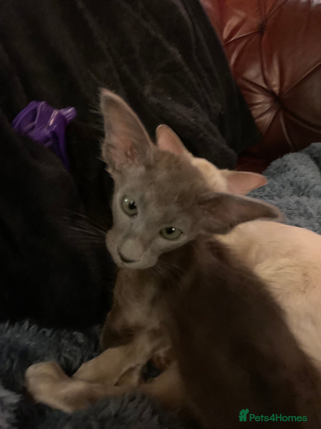 Oriental cats for sale: Oriental Longhair kittens - Advert 6