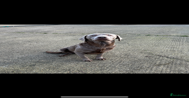 Labrador Retriever dogs Handsome fully Trained silver Labrador  - Advert 9