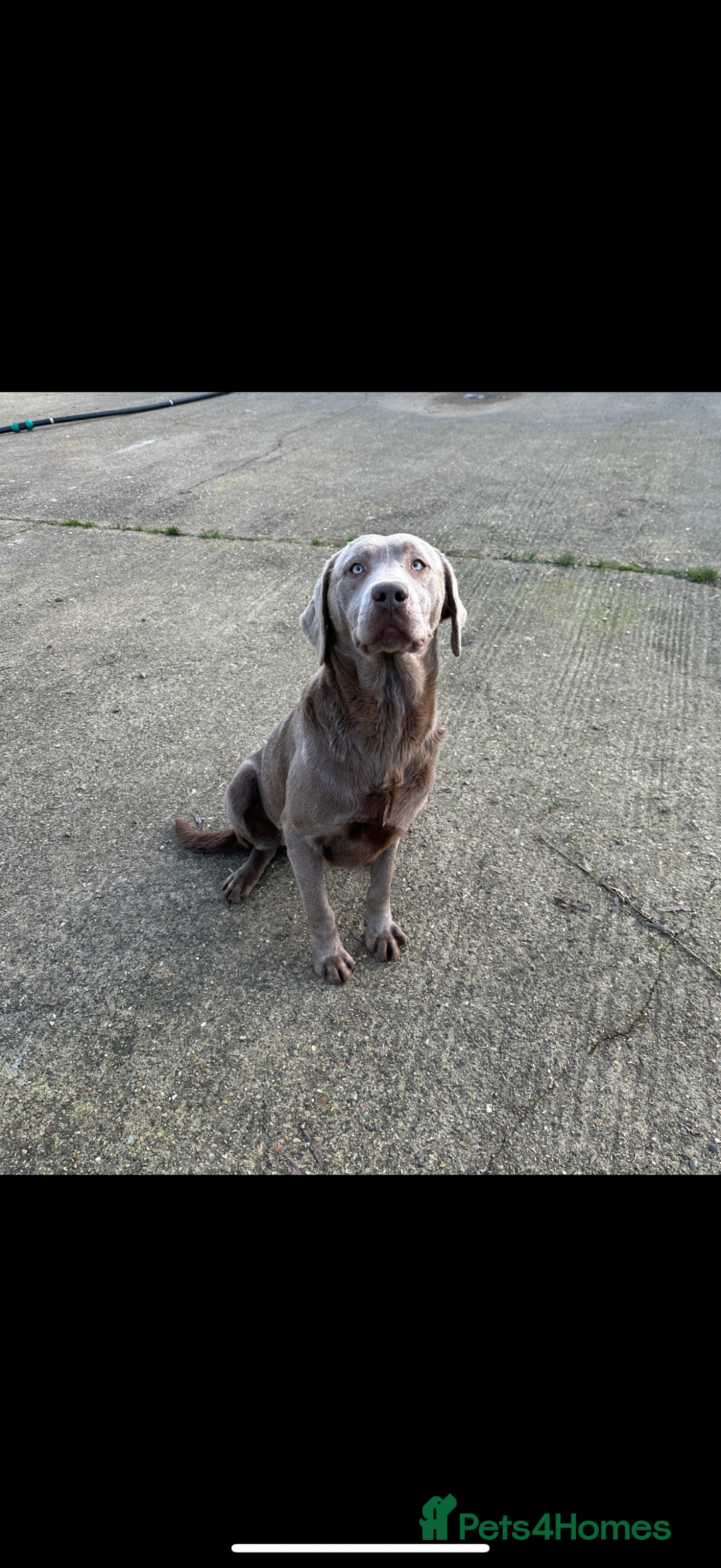 Labrador Retriever dogs for sale: Handsome fully Trained silver Labrador  - Image 1