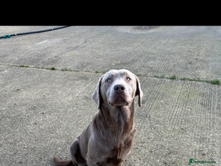 Labrador Retriever dogs - Advert 23